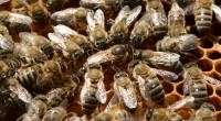 Riesenhonigbienen kommunizieren nicht nur sehr intelligent mit ihren Artgenossen, sondern sie besitzen auch einen ausgezeichneten Abwehrmechanismus.