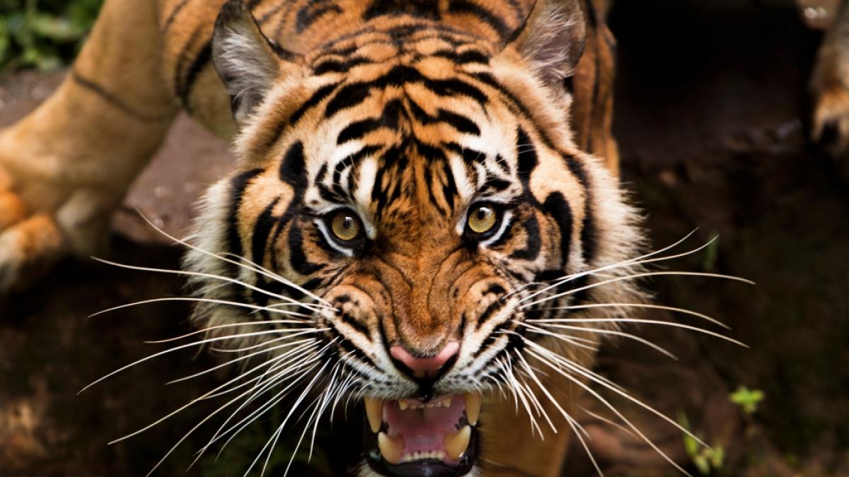 Ein Tiger hat in Russland einem Mann den Kopf abgerissen. (Symbolbild) (Foto)