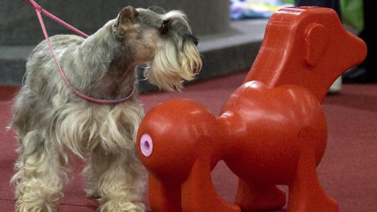 Auch Hunde kommen mit diesem Sextoy voll auf ihre Kosten.