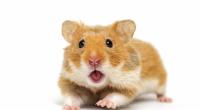 Ein Hamster biss ein Mädchen in Großbritannien beinahe tot.
