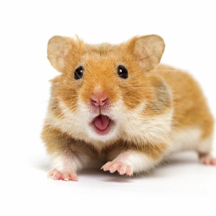 Nach Hamster-Biss! Mädchen (9) entgeht nur knapp dem Tod
