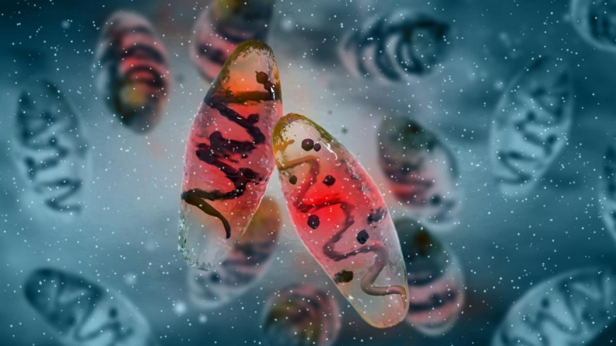 Beulenpest unter dem Mikroskop: Die im Mittelalter als "schwarzer Tod" gef&uuml;rchtete Infektionskrankheit wird durch Erreger namens Yersinia pestis ausgel&ouml;st. (Foto)