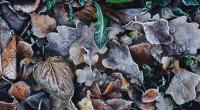 Die Nachrichten des Tages auf news.de: Unwetter im Oktober 2022: Wetterdienst warnt vor Frost! Stürzen die Temperaturen völlig ab?