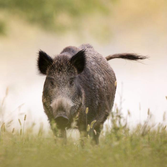 Er wollte das Tier zähmen! Killer-Wildschwein spießt Rentner (68) auf