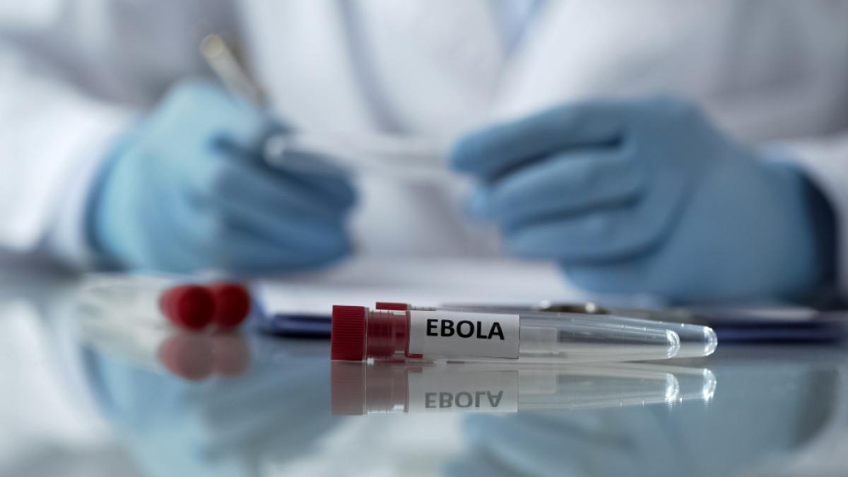 Wissenschaftler haben ein Ebola-&auml;hnliches Virus entwickelt, dass innerhalb von drei Tagen infizierte Hamster t&ouml;tete. (Foto)