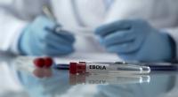 Wissenschaftler haben ein Ebola-ähnliches Virus entwickelt, dass innerhalb von drei Tagen infizierte Hamster tötete.