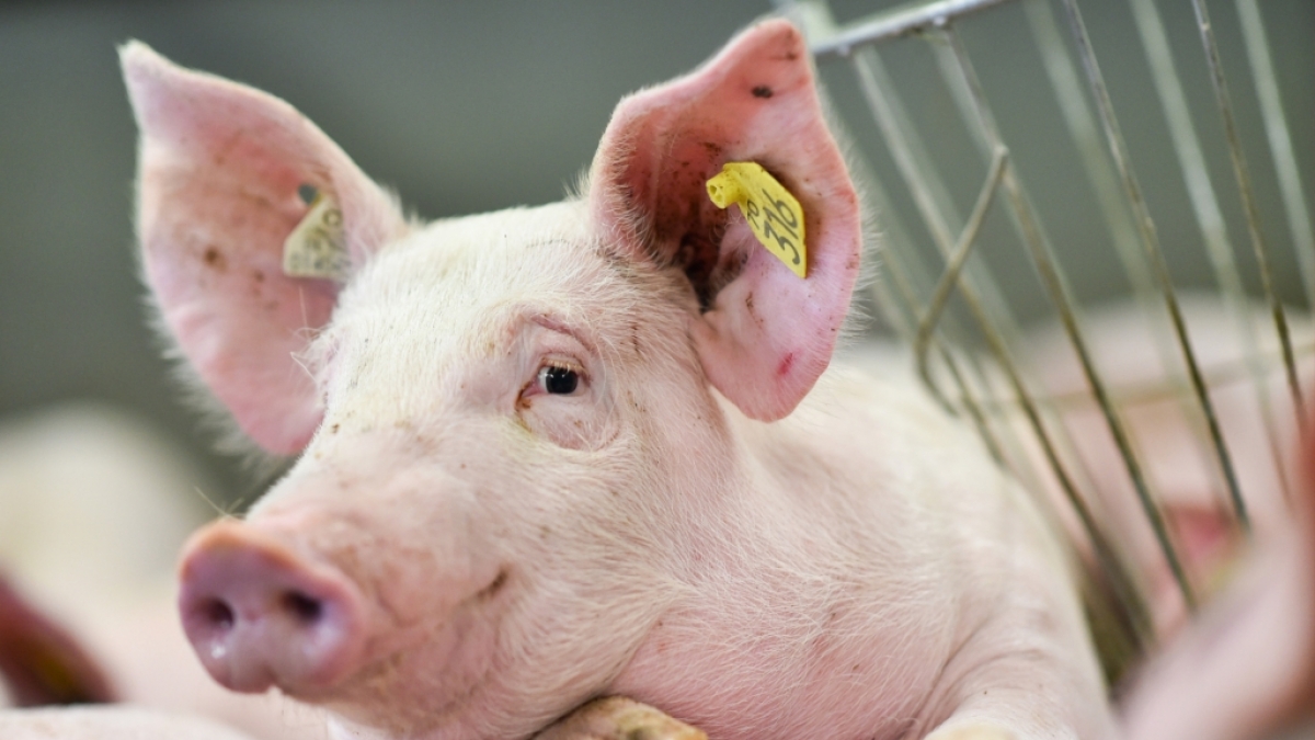 Gl&uuml;ck gehabt: In Religionen, wie dem Judentum oder dem Islam, landen Schweine definitiv nicht auf dem Teller. (Foto)