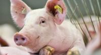 Glück gehabt: In Religionen, wie dem Judentum oder dem Islam, landen Schweine definitiv nicht auf dem Teller.