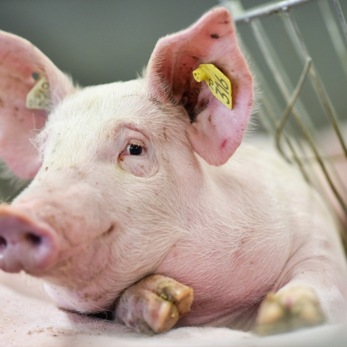 Warum essen Muslime kein Schweinefleisch?