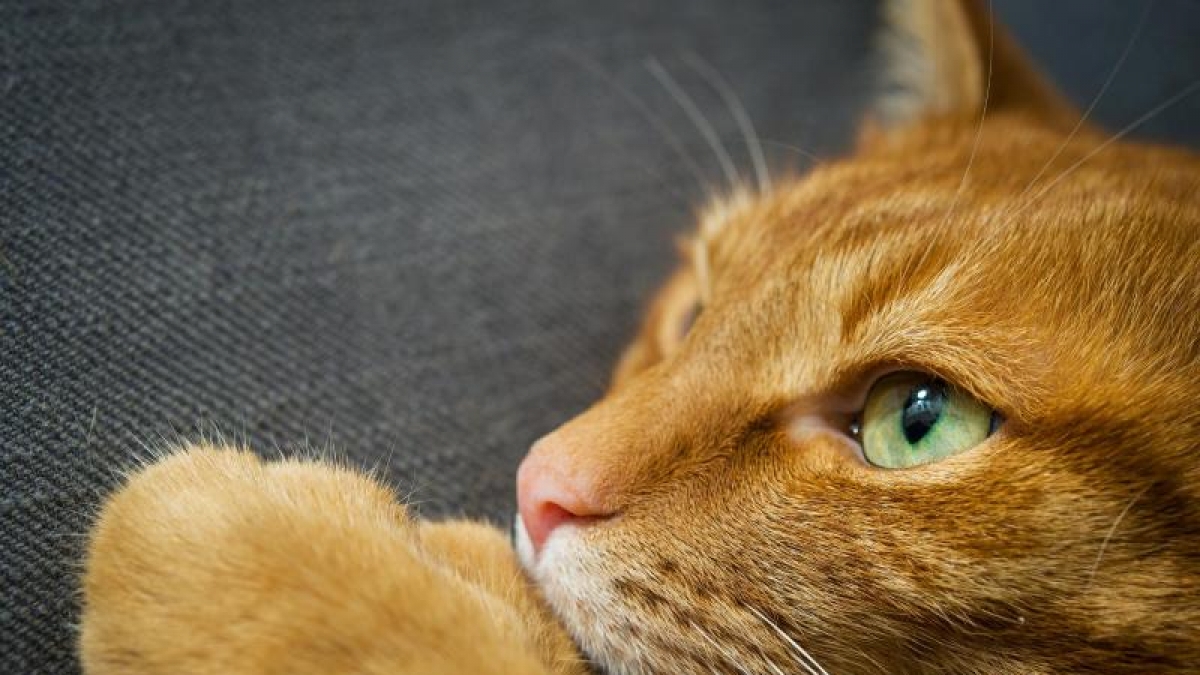 Schon einige Vorf&auml;lle sind bekannt, in denen Tiere zum Spa&szlig; oder zur Strafe in der Mikrowelle get&ouml;tet wurden. (Foto)