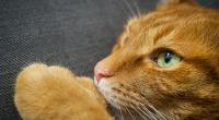 Schon einige Vorfälle sind bekannt, in denen Tiere zum Spaß oder zur Strafe in der Mikrowelle getötet wurden.