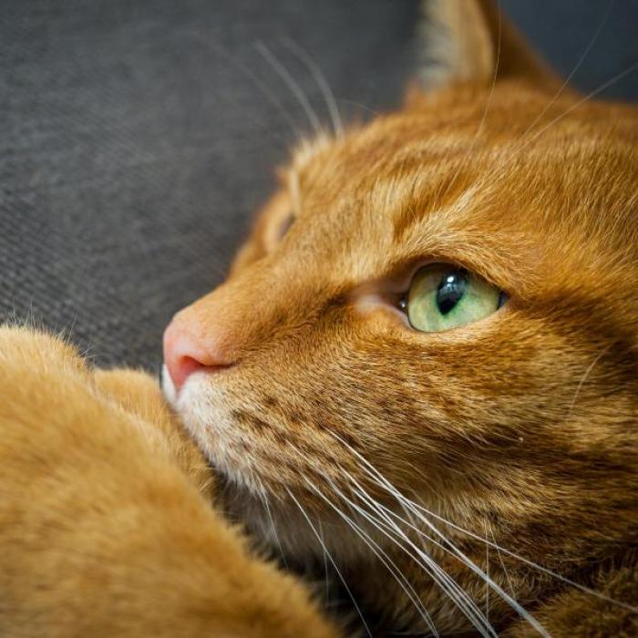 Grausam! Frau trocknet ihre Katze zu Tode