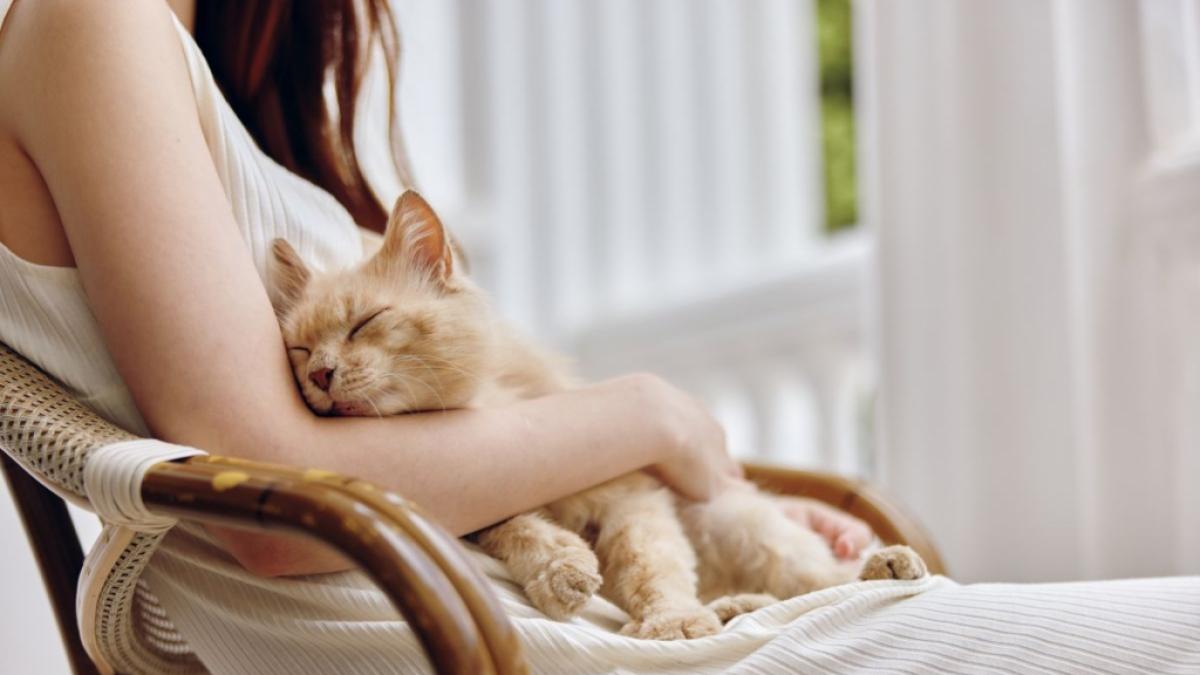 Gl&uuml;ckliche Katzen genie&szlig;en die N&auml;he zu vertrauten Menschen. (Foto)