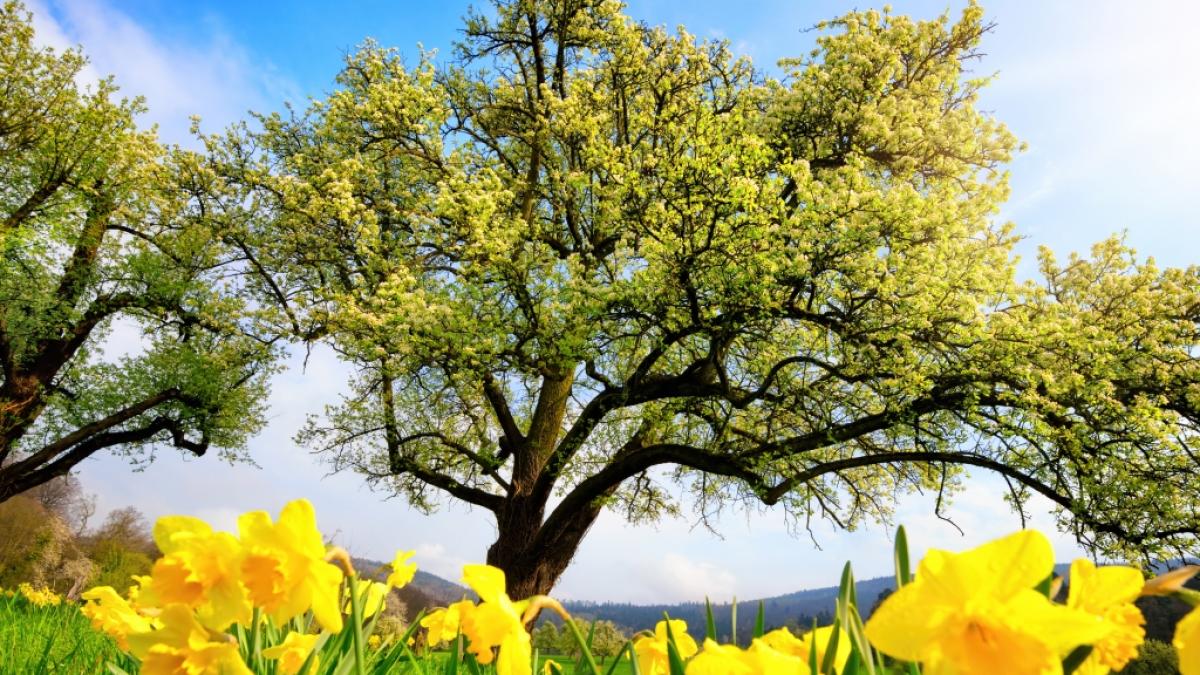 Wie wird das Wetter im April und Mai 2021? (Foto)