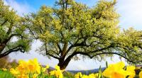 Wie wird das Wetter im April und Mai 2021?