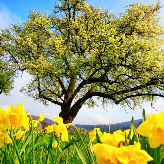 Frühlingshitze an Ostern? DAS berechneten die Wettermodell