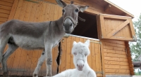 Eselmutter Floeckchen (l.) steht am Mittwoch (20.07.11) im Tierpark Greppin in Bitterfeld-Wolfen in ihrem Gehege neben ihrem bisher namenlosen Jungtier, einem sogenannten Barock-Esel. Am Montag (18.07.11) ist das Jungtier imTierpark Greppin zur Welt gekom