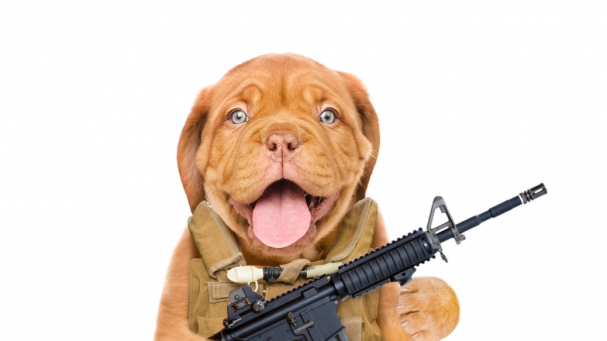 Bei einem Jagdausflug soll ein Hund die Waffe seines Herrchens ausgel&ouml;st haben. (Symbolbild) (Foto)