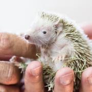 Der Weißbauchigel ist die am weitesten verbreitete Art der Afrikanischen Igel.