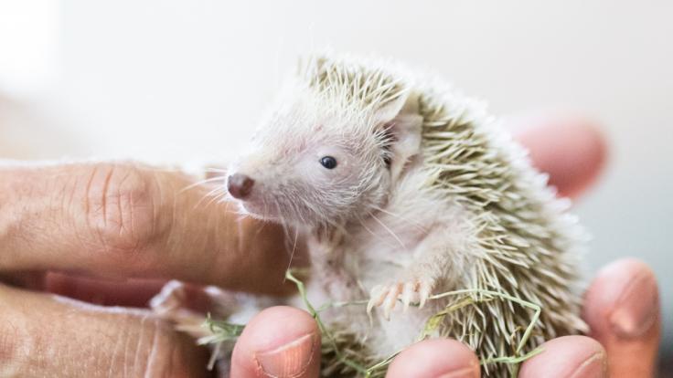 Der Weißbauchigel ist die am weitesten verbreitete Art der Afrikanischen Igel.