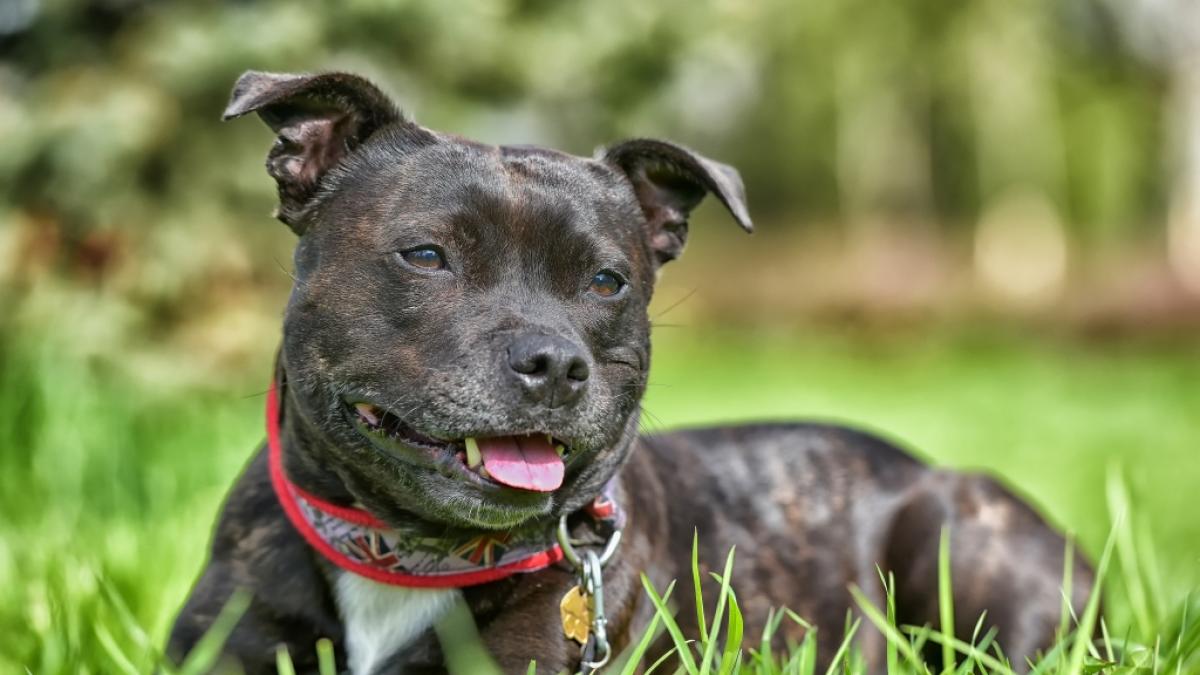 In Crewe musste eine Staffordshire Bullterrier H&uuml;ndin qualvoll sterben. (Symbolfoto) (Foto)