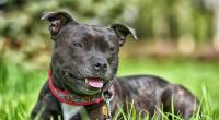 In Crewe musste eine Staffordshire Bullterrier Hündin qualvoll sterben. (Symbolfoto)