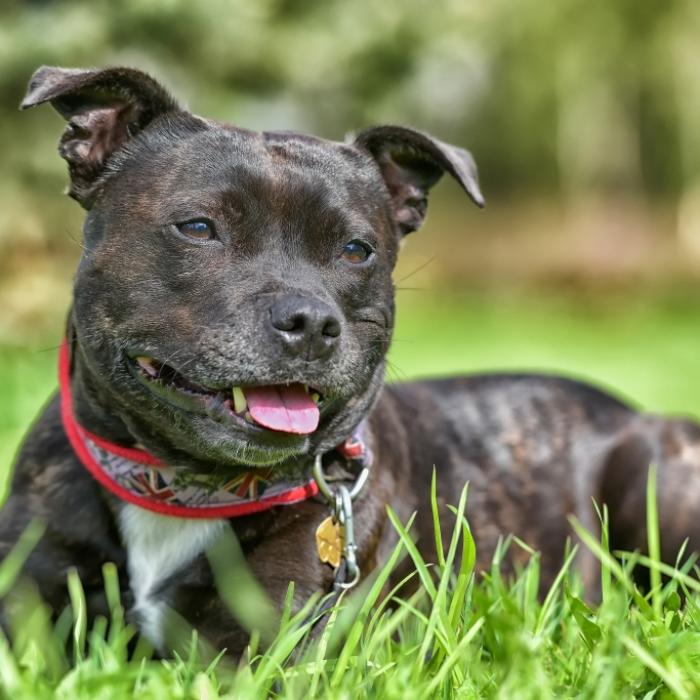 Im Garten entsorgt! Besitzer lassen Hund qualvoll sterben