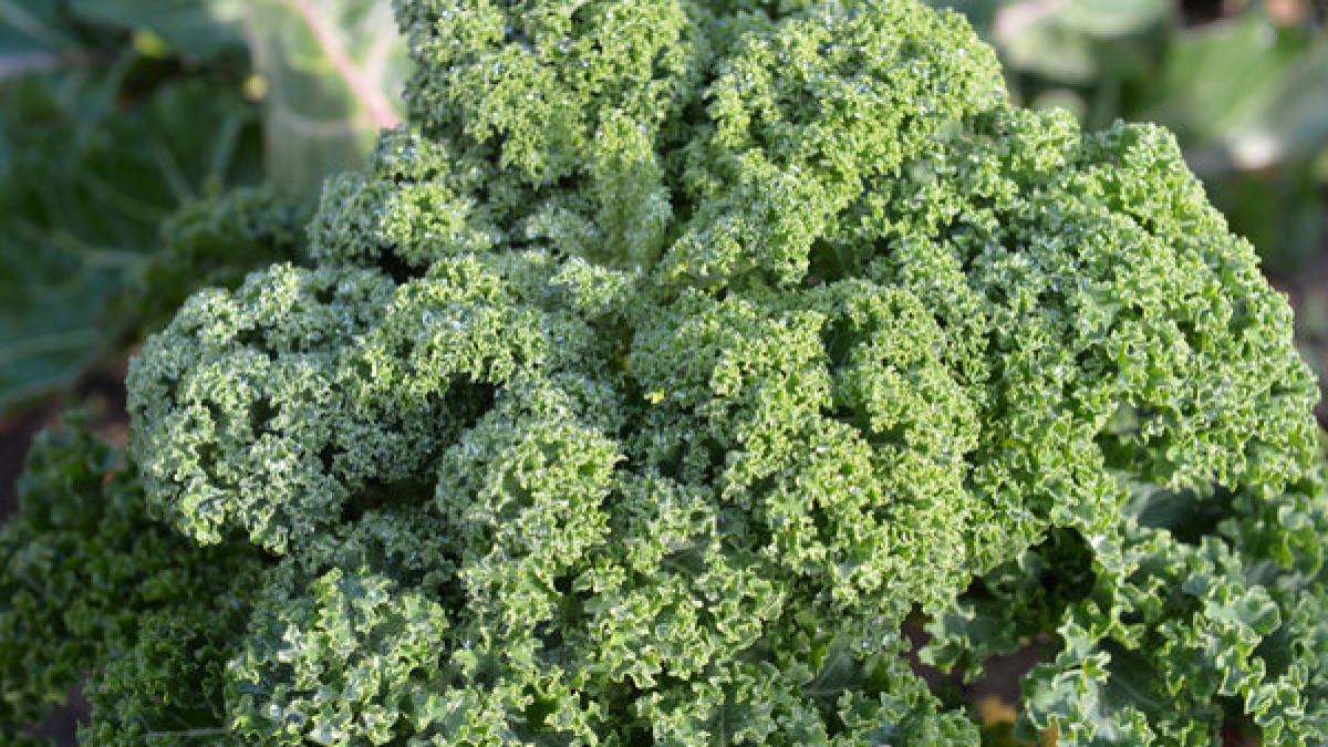 Gr&uuml;nkohl ist ein richtiges Superfood. (Foto)