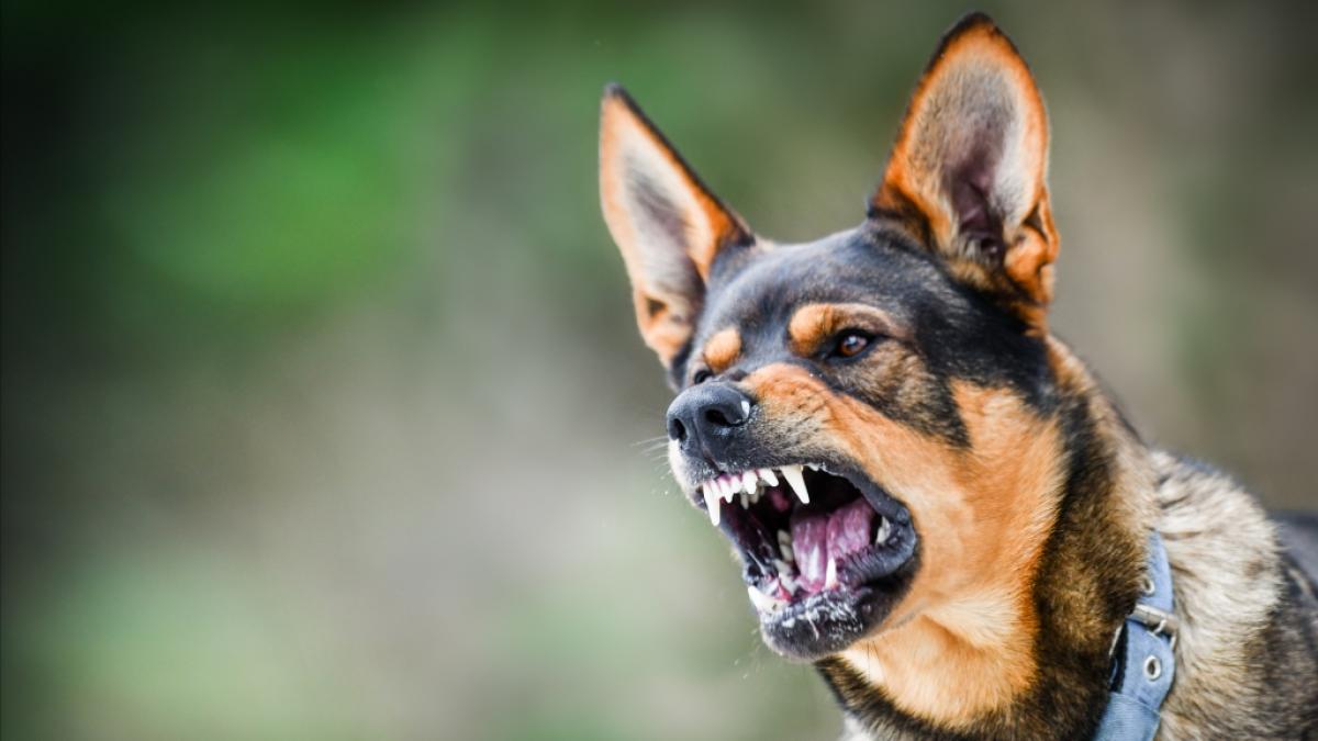 Ein Killerhund attackierte in Wales einen &auml;lteren Herren. (Symbolfoto) (Foto)