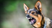 Ein Killerhund attackierte in Wales einen älteren Herren. (Symbolfoto)