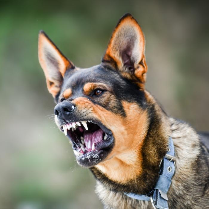 Herzstillstand! Mann (62) von Killerhund zu Tode gebissen