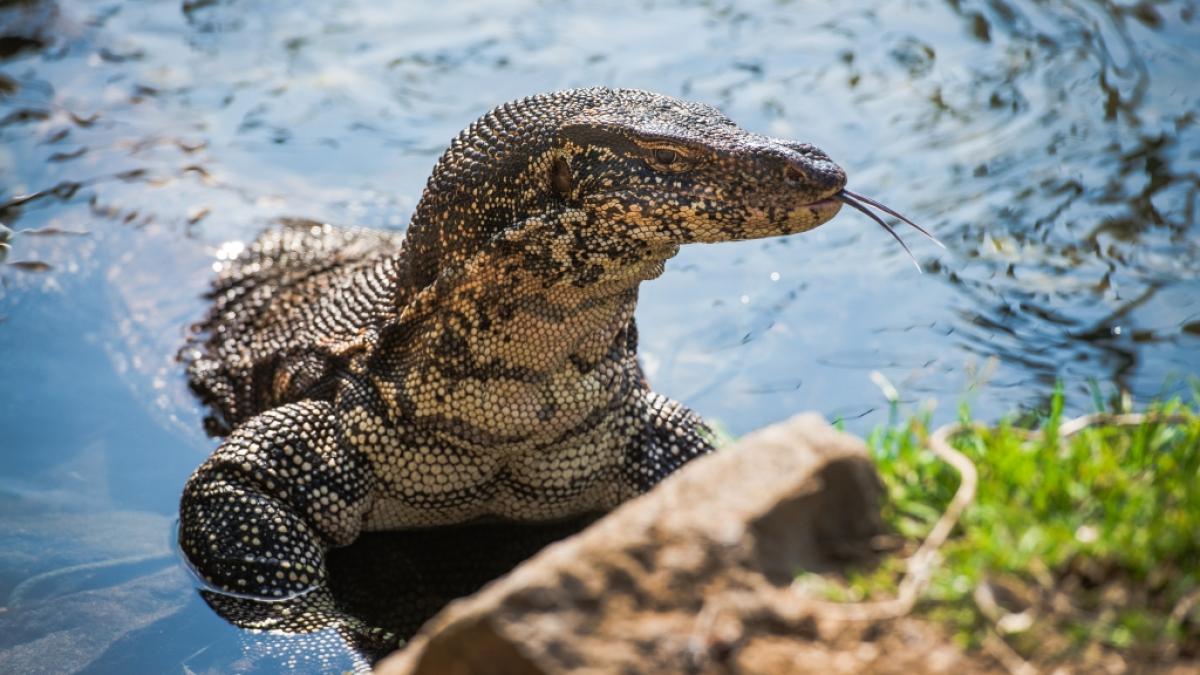 Ein Waran hat in Thailand ein Baby gefressen. (Symbolfoto) (Foto)