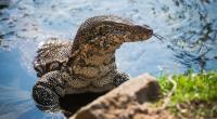 Ein Waran hat in Thailand ein Baby gefressen. (Symbolfoto)