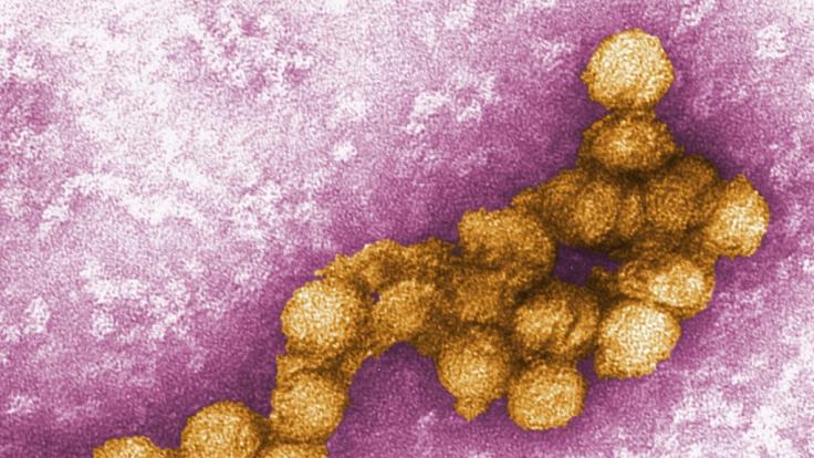 In Deutschland hat sich erstmals ein Mann (70) mit dem West-Nil-Virus infiziert.