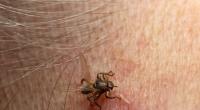 Die Hirschlausfliege (Lipoptena cervi) kann Krankheitserreger übertragen.
