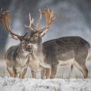 Die tödliche Krankheit unter Wild wie Hirschen, Rehen und Elchen breitet sich langsam, aber stetig in den USA aus.