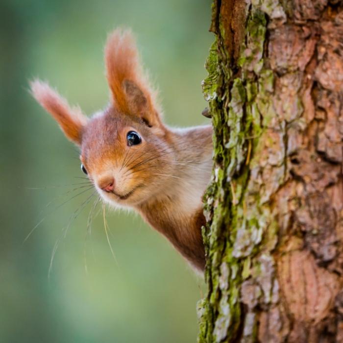 Droht ein Kälte-Herbst? Das sagt der 100-jährige Kalender