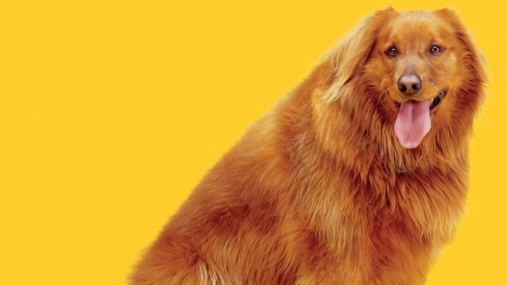 Dieser Golden Retriever hat zehn Kilo zu viel auf den Rippen.