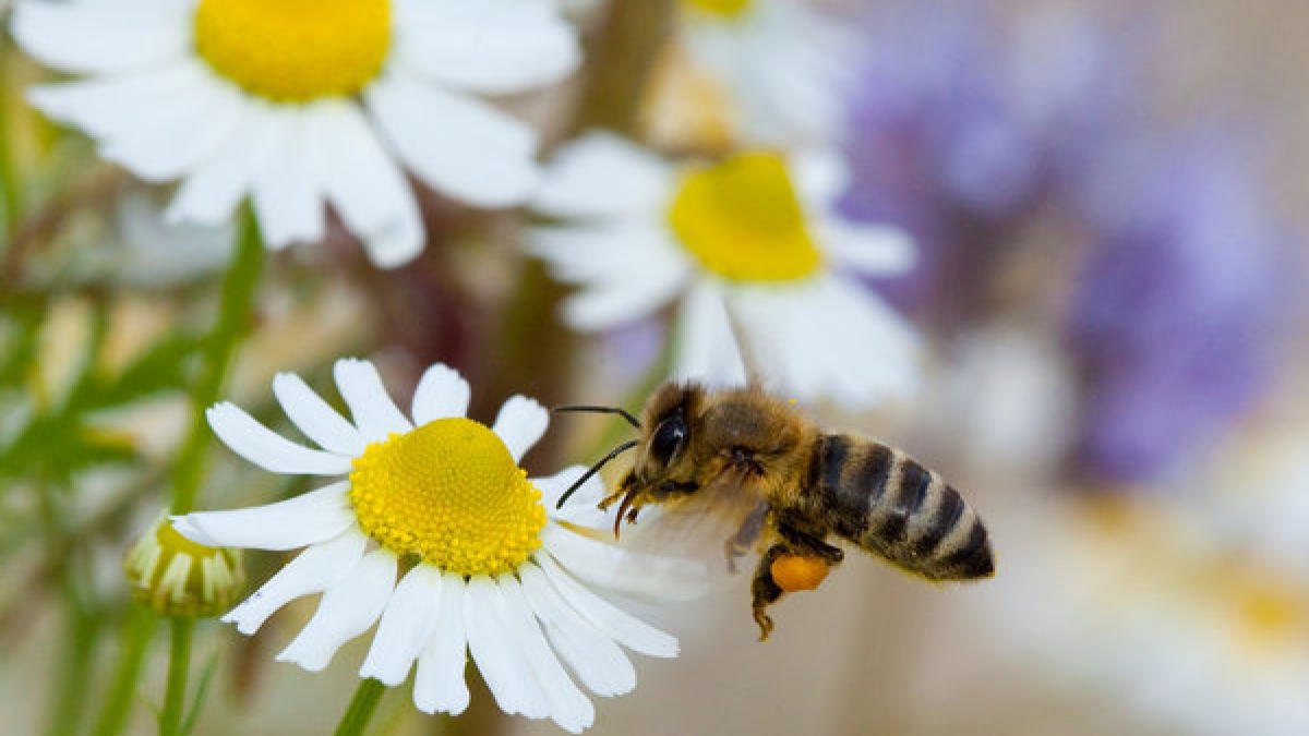 Kamille enthält ätherische Öle, Chamazulen, Flavonoide, Fettsäuren, Aminosäuren, Bitterstoffe und wirkt entzündungshemmend, krampflösend und beruhigend. (Foto)