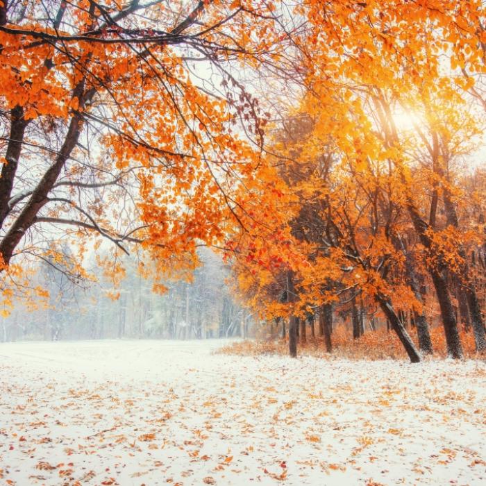 Schnee oder goldener Herbst? Das prophezeit der 100-jährige Kalender