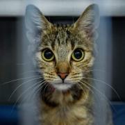 Eine Katze ist in Baden-Württemberg bei Bauarbeiten übersehen und unter einer Garage einbetoniert worden.