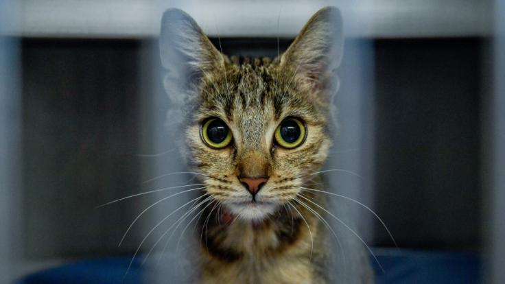 Eine Katze ist in Baden-Württemberg bei Bauarbeiten übersehen und unter einer Garage einbetoniert worden.