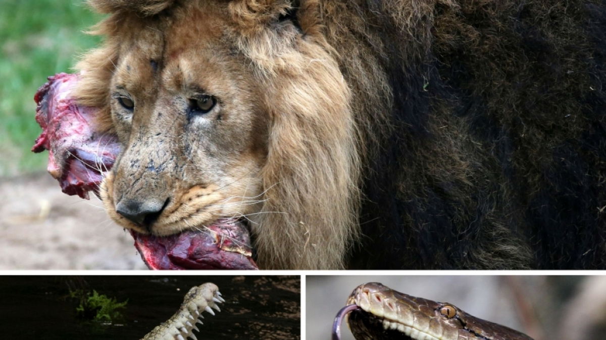 Diese Tiere fressen Menschen. (Foto)