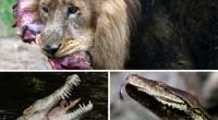 Diese Tiere fressen Menschen.