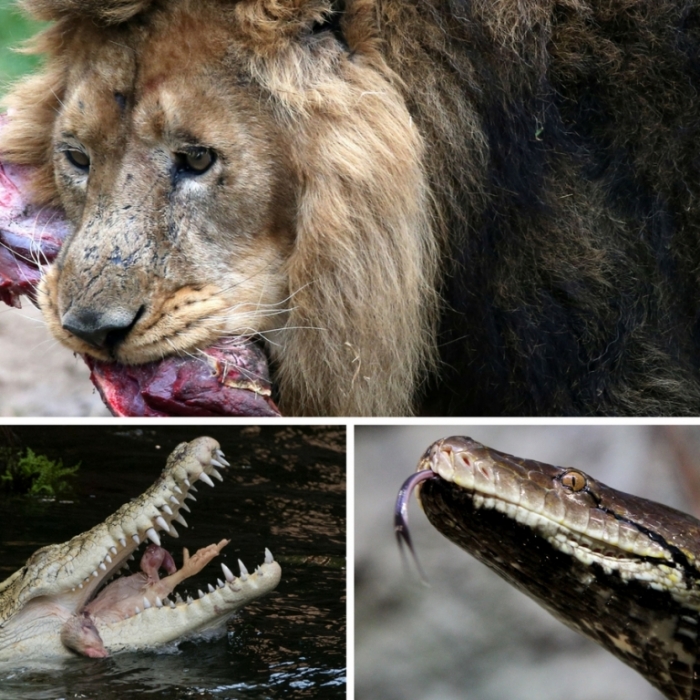 Mahlzeit! Diese Tiere fressen Menschen