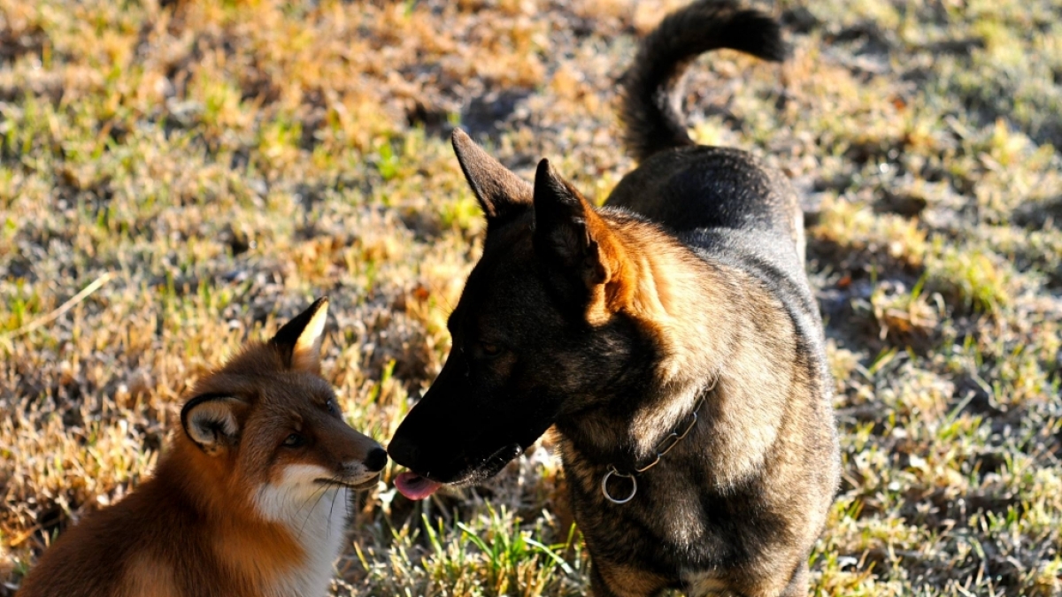 Fuchs Sniffer und Hund Tinni sind die besten Freunde - und bald Protagonisten eines Kinderbuchs. (Foto)