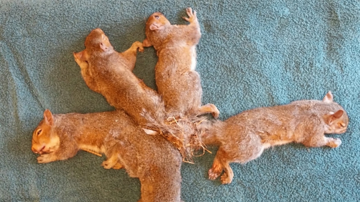 Das Handout der Wisconsin Humane Society zeigt f&uuml;nf Eichh&ouml;rnchen auf einer Decke, deren Schw&auml;nze sich verknotet haben. (Foto)