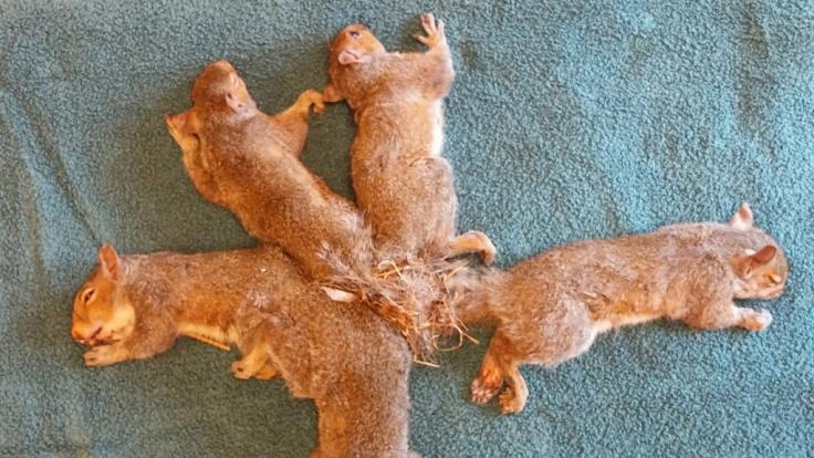 Das Handout der Wisconsin Humane Society zeigt fünf Eichhörnchen auf einer Decke, deren Schwänze sich verknotet haben.