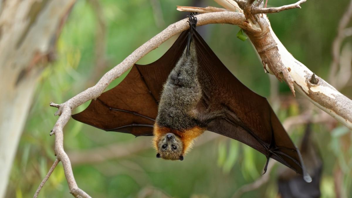 Hungrige Flederm&auml;use k&ouml;nnen vermehrt Hendra-Viren ausscheiden. (Foto)