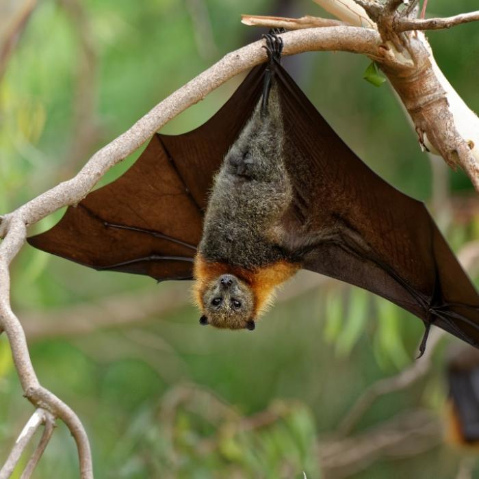 Pandemie-Panik! Hungrige Fledermäuse könnten nächstes Killer-Virus verbreiten